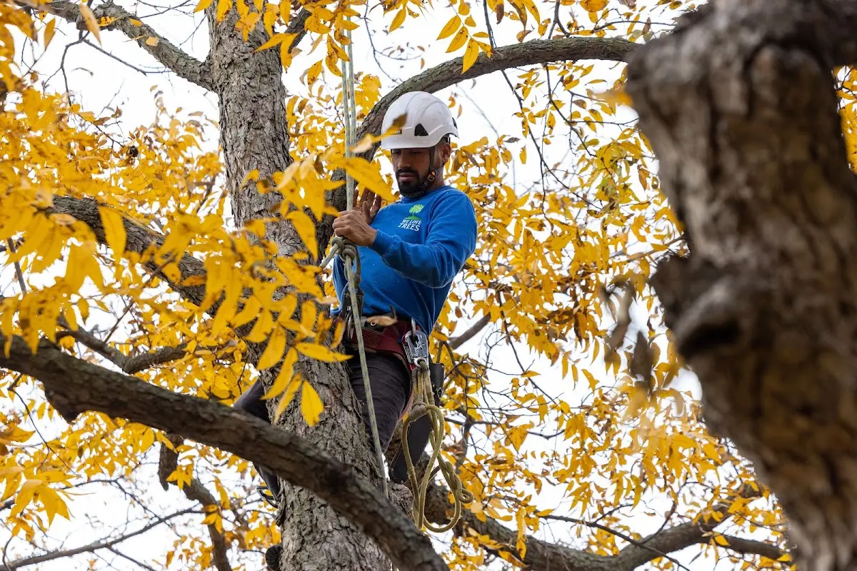 Skilled Tree Pruning crew working in Greenville